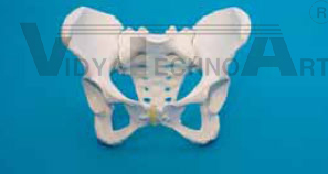 Demo Pelvis complete, female